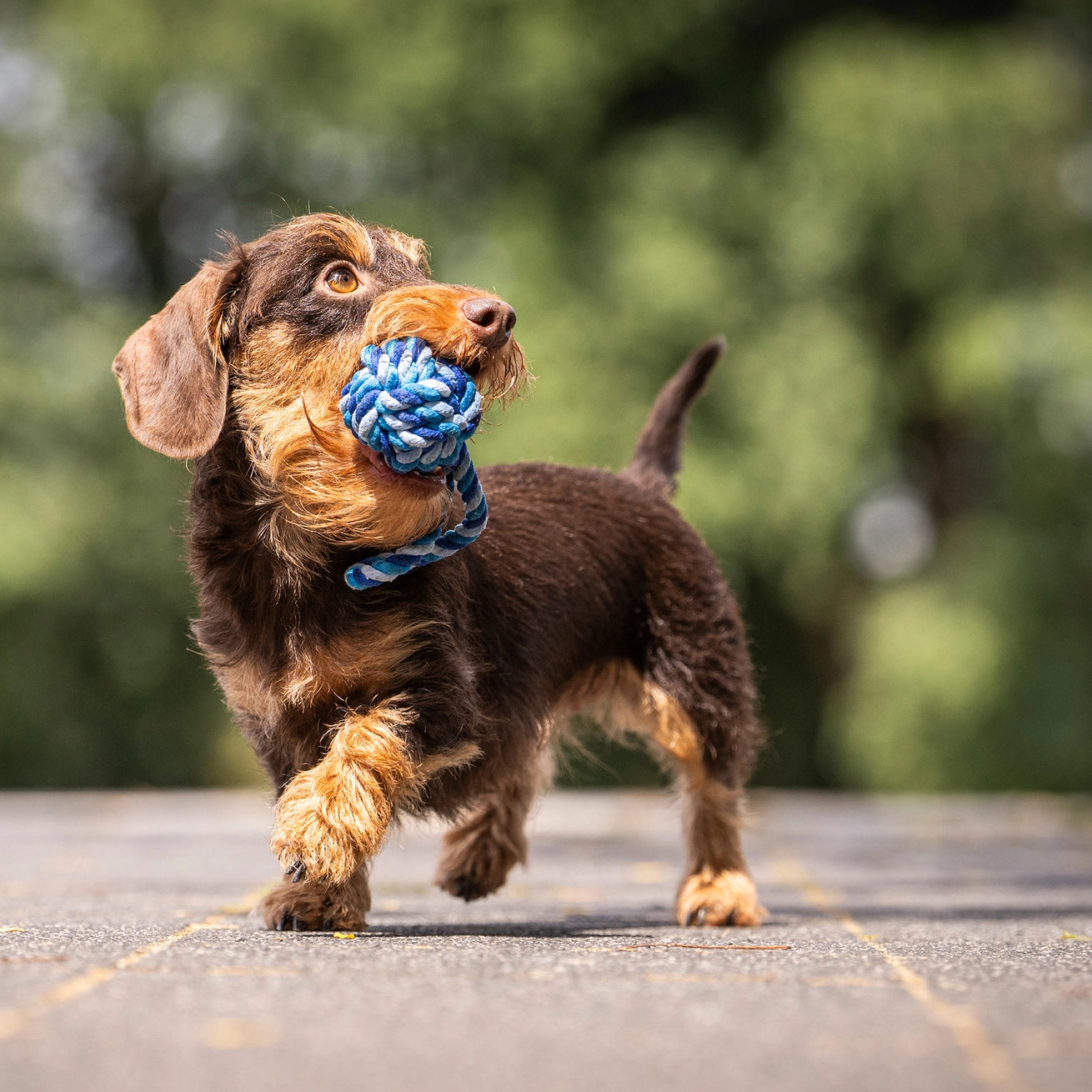 Puppy rope bal blue