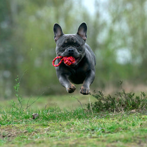 Boule de corde pour chiot rose