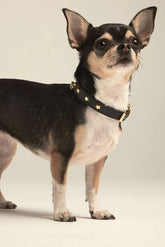 Star halsband black