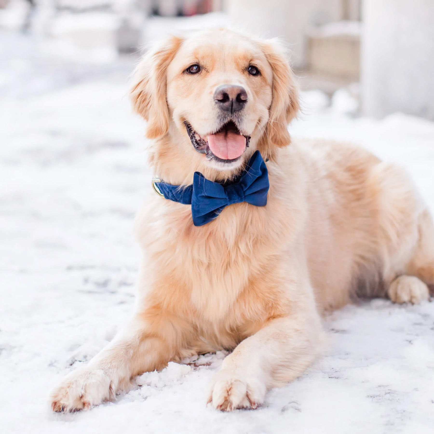 Dark blue velvet strik