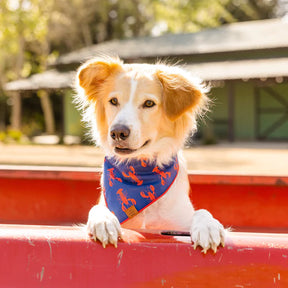 Capture de la journée Bandana