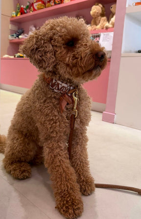 Riviera Collection - Lilly Camogli halsband