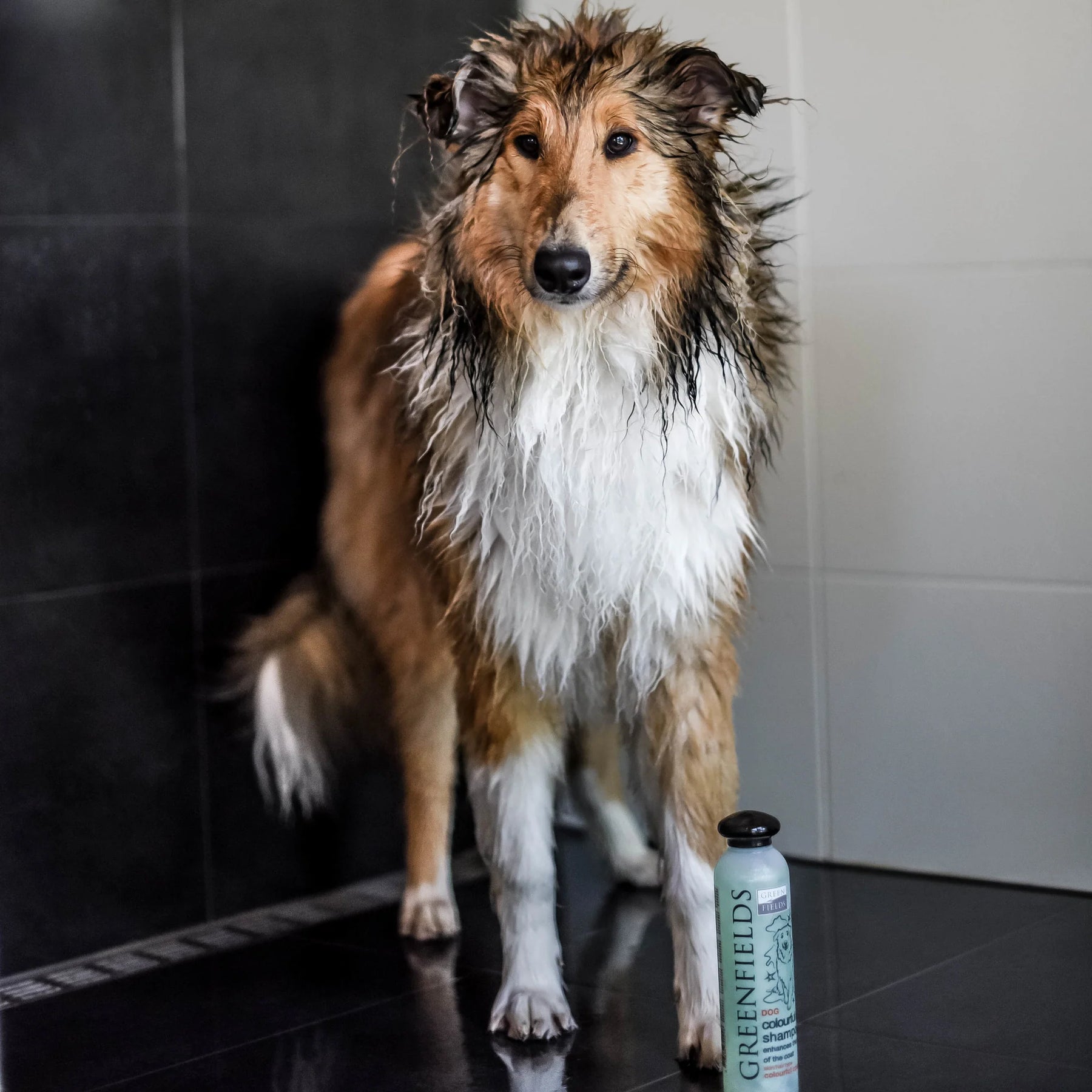 Shampoing coloré