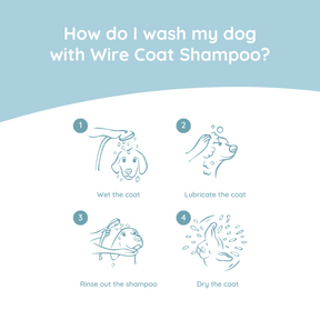 Rough hair doxie care
