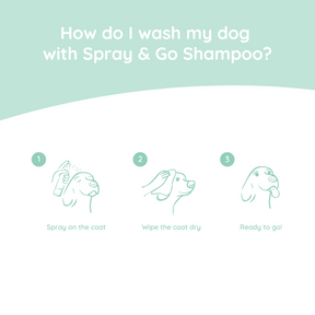 Rough hair doxie care