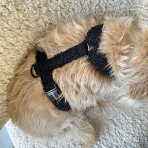 Autumn Collection - Teddy Harness Black Pepper