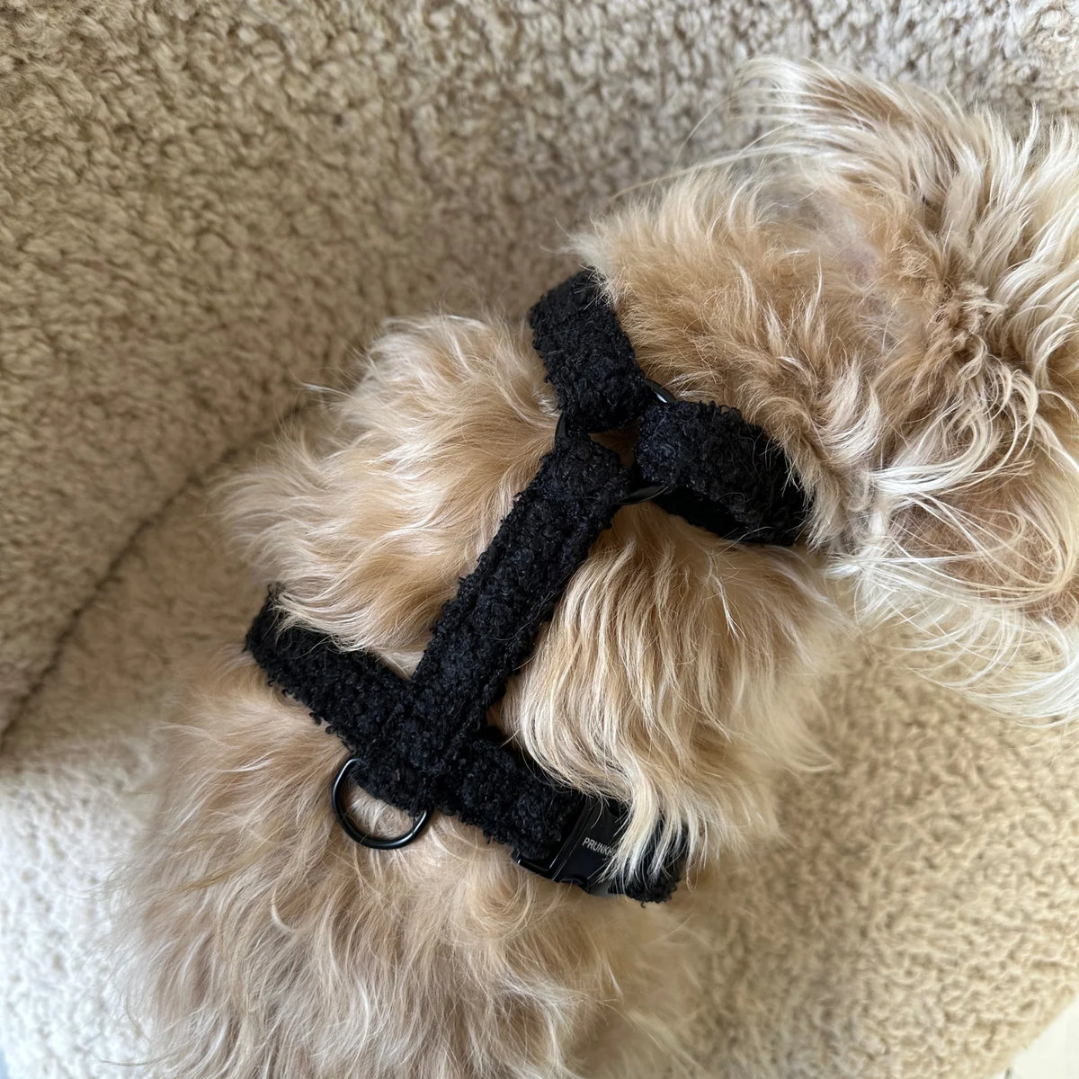 Autumn Collection - Teddy Harness Black Pepper