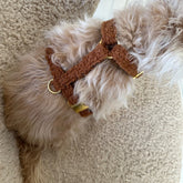 Teddy cinnamon harness