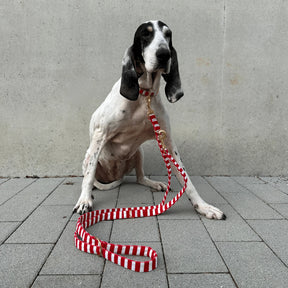 Wally leiband aanpasbaar