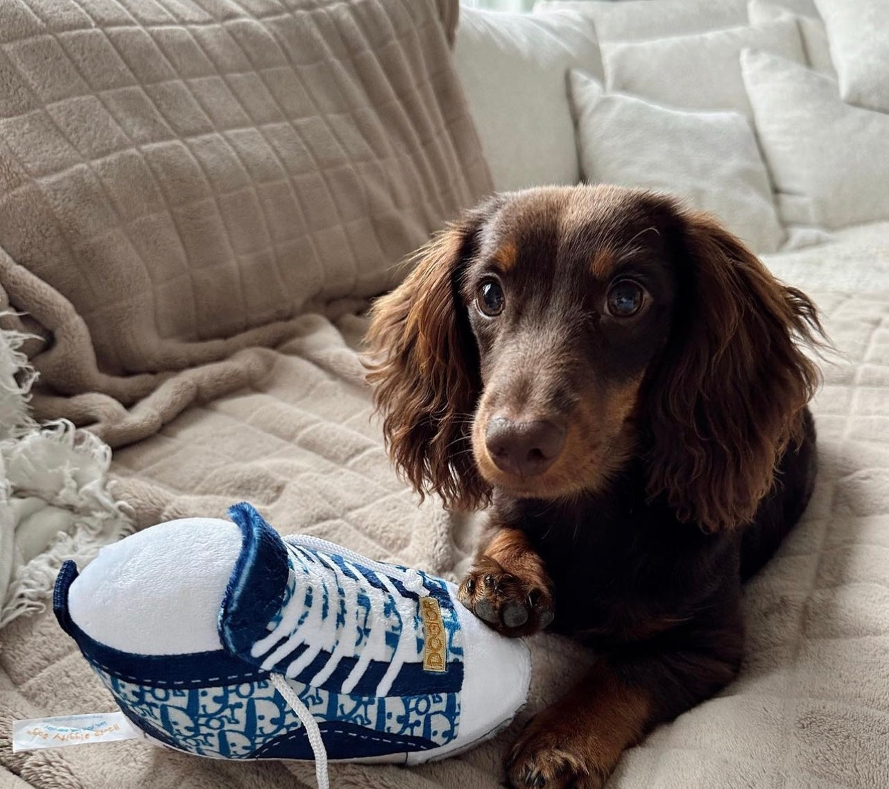 Dogior Tennis Shoe