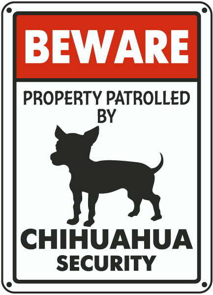 Chihuahua auf Patrouille