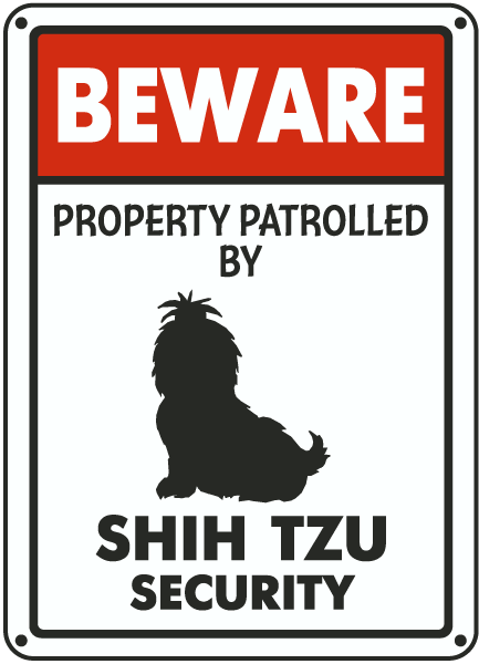 Shih-tzu on patrol