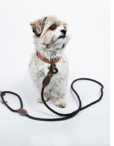 Stone Leash