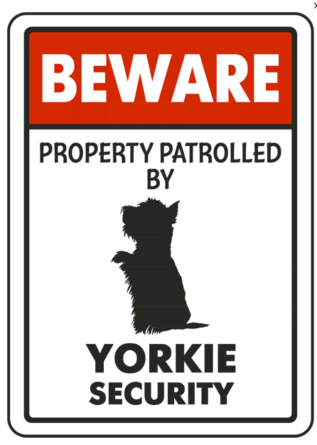Yorkie on patrol