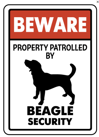 Beagle on patrol