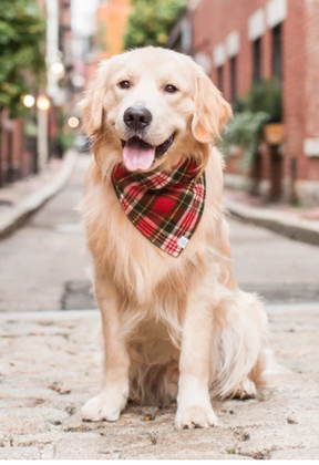 Bandana della flanella del plaid dell'altopiano