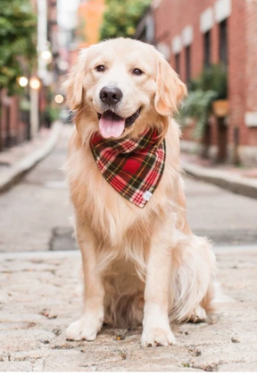 Highland Plaid Flannel Bandana