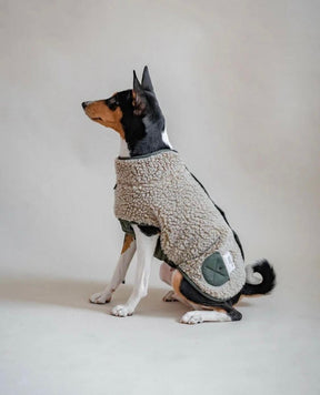 Lambony - Whippet / Italian