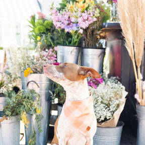 Sorbet Gingham bandana