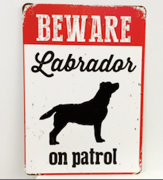 Labrador on patrol