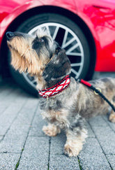 Grand Prix collar