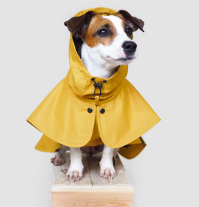 Raincoat Parasoly Whippet / Italian