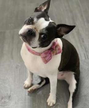 Baby Pink Tweed