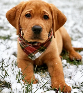 Highland Plaid Flannel Bandana