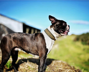Olive Harris Tweed collar & leash set