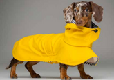 Regenjas geel