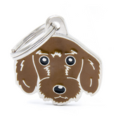 Rough hair dachshund