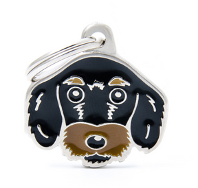 Rough hair Dachshund Black & Tan