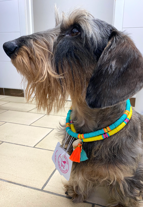 Collier de chien surf coco