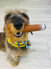 Cigar