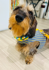 Porto Harness