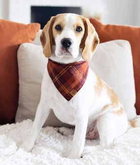 Cider plaid flannel bandana