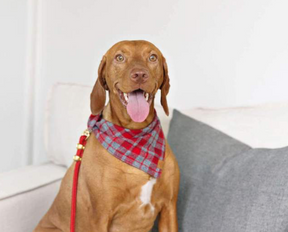 Dover Plaid Flanell Bandana