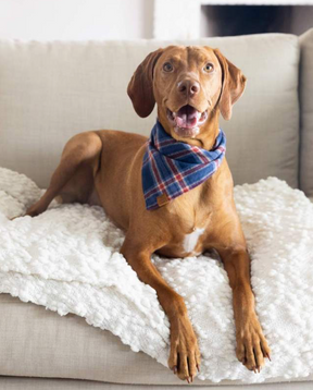 Jackson Plaid Flanell Bandana