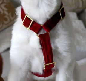 Santa Baby harnas