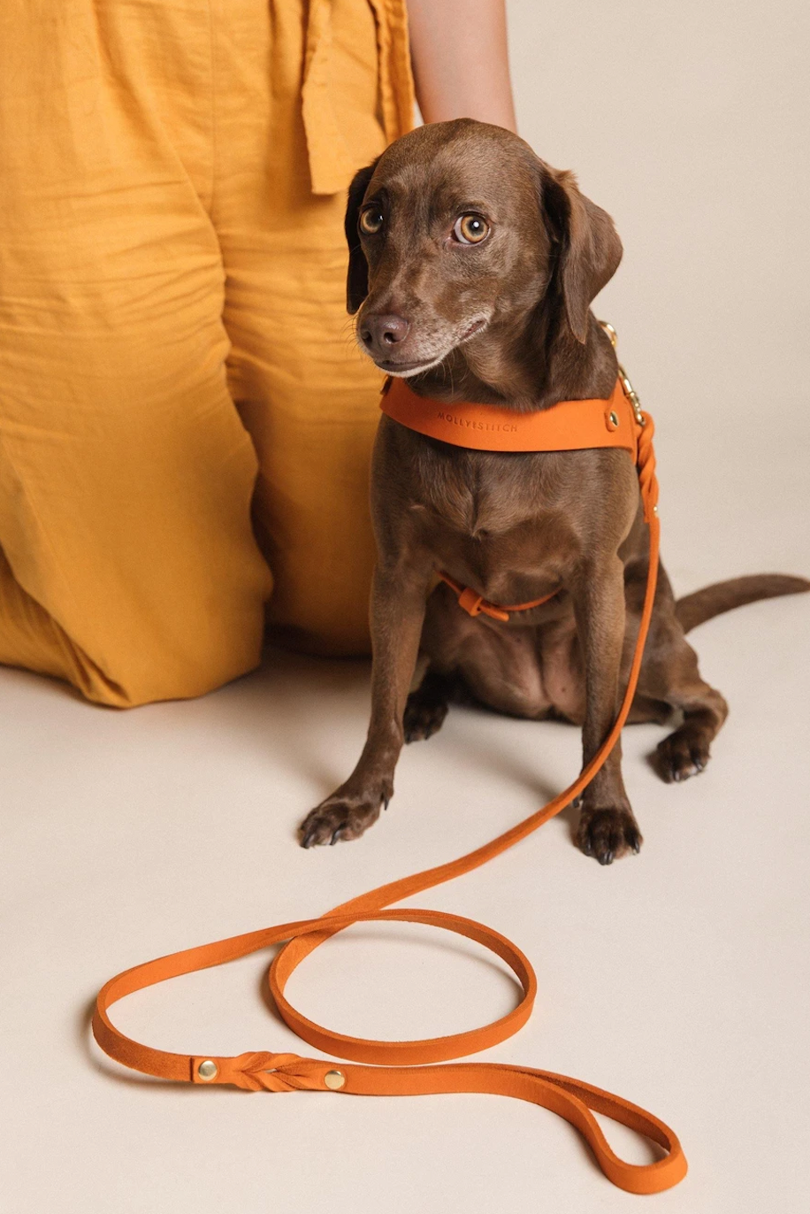 Tangerine customizable leash