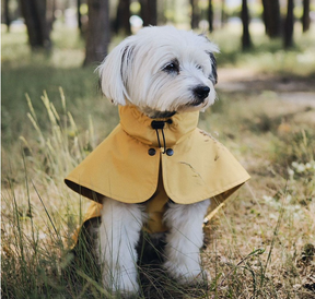 Raincoat Parasoly Whippet / Italian