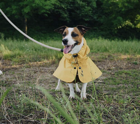 Raincoat Parasoly Whippet / Italian
