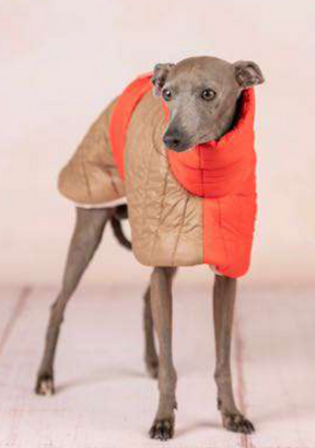 Bicolor doudou Italian Greyhound/ Whippet