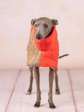Bicolor doudou Italian Greyhound/ Whippet