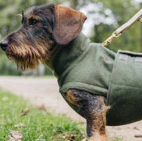 Flannel Green - A Dachshund Special