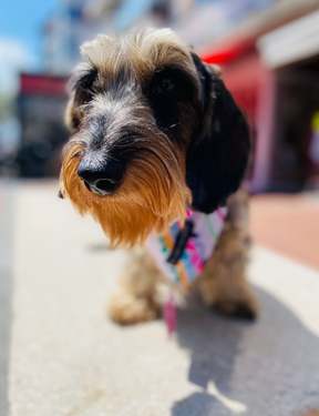 Rosarito bandana