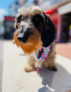 Rosarito Bandana