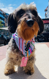 Rosarito bandana