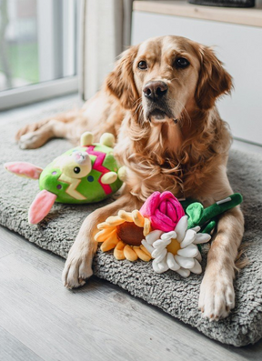 Sweet Daisy