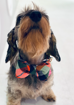 Adventure flannel bow collar